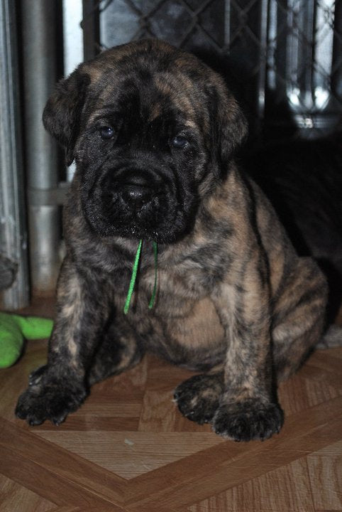 English Mastiff