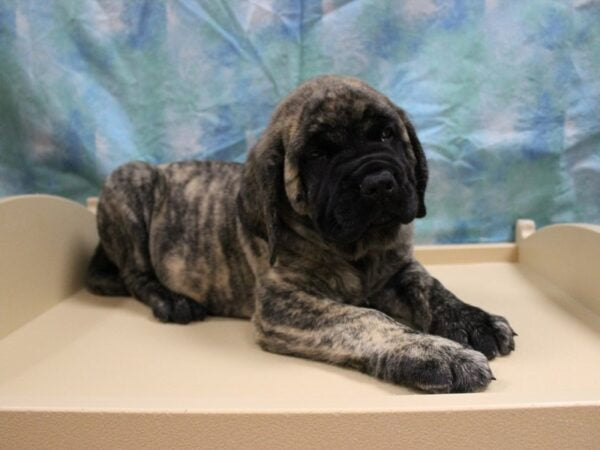 English Mastiff