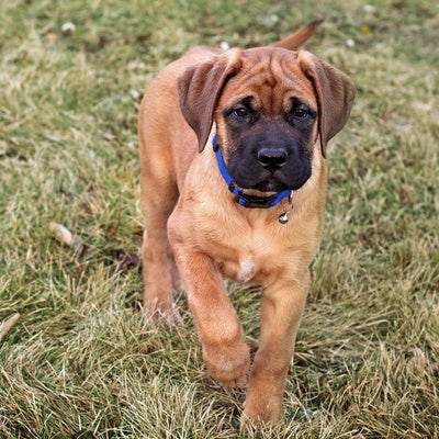 English Mastiff