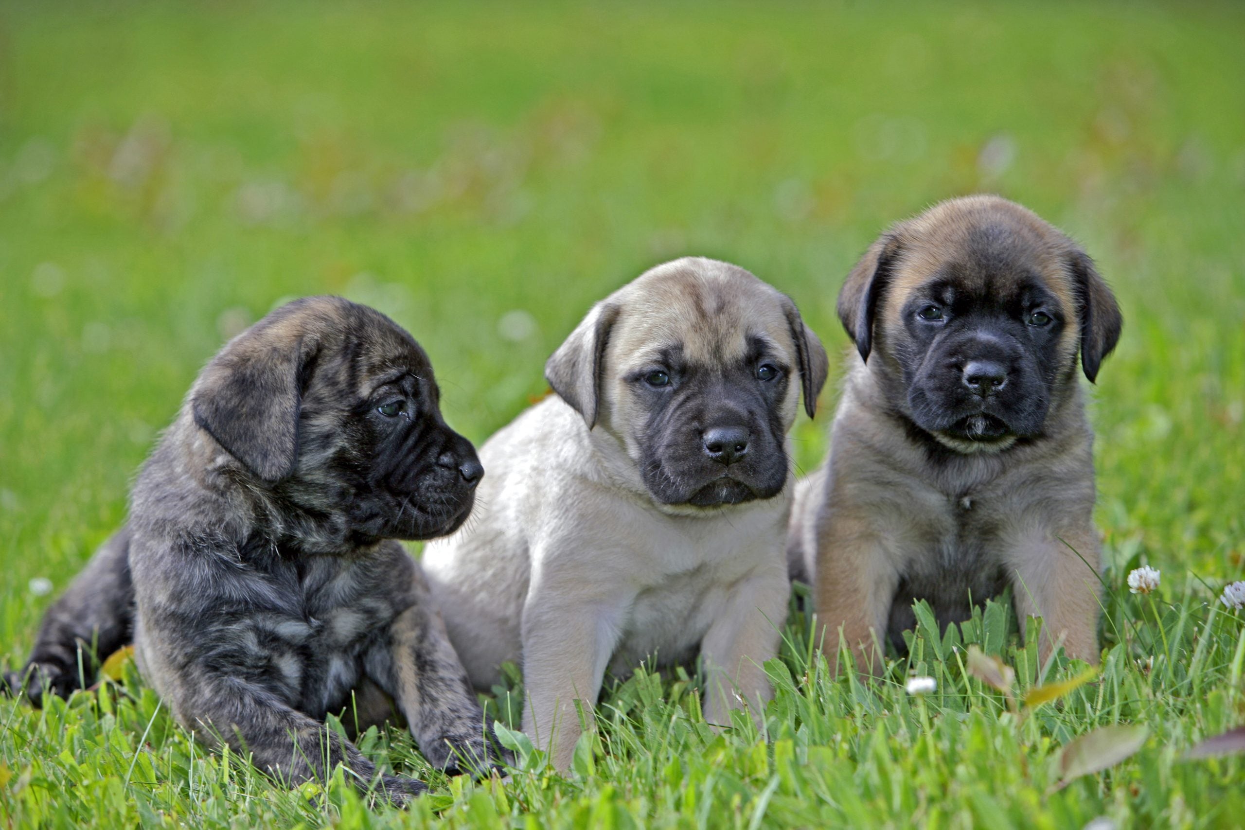 English Mastiff